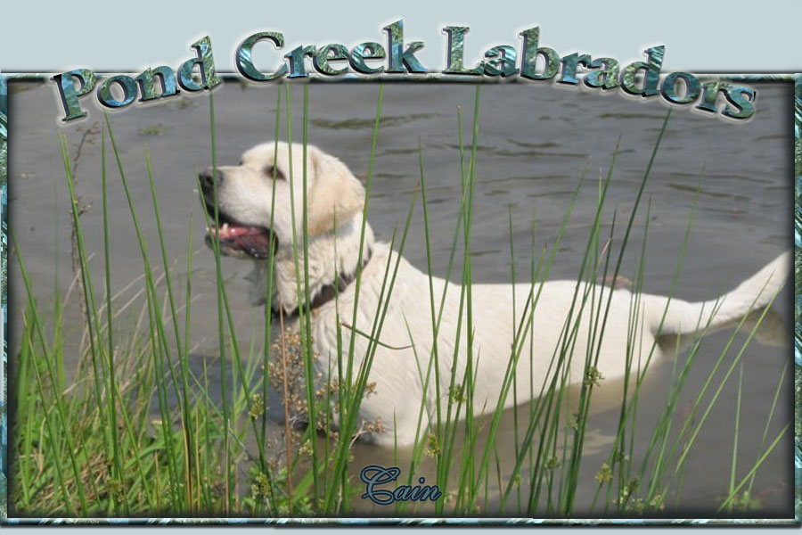 Pond Creek Labradors